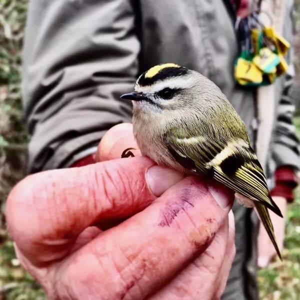 Today, this golden crowned kinglet got new bling at the fall migration #birdbanding station. by danielle.brigida is licensed under CC BY 2.0.